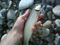 Oncorhynchus clarkii