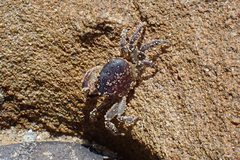 Cyclograpsus