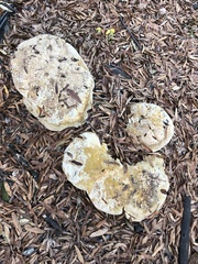 Pseudoinonotus dryadeus