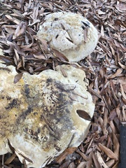 Pseudoinonotus dryadeus