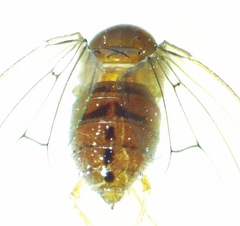 Drosophila tripunctata