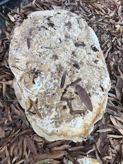 Pseudoinonotus dryadeus