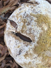 Pseudoinonotus dryadeus