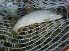 Oncorhynchus clarkii