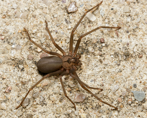 Brown recluse