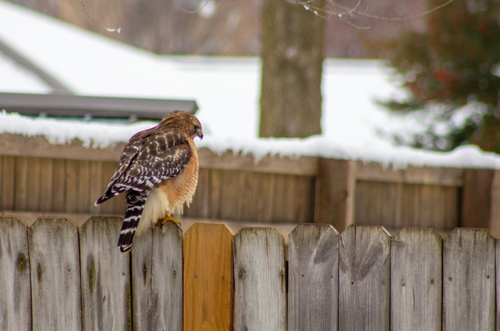 Red-shouldered Hawk photographed in Arkansas
