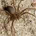 Recluse Spiders - Photo (c) Meghan Cassidy, some rights reserved (CC BY-SA), uploaded by Meghan Cassidy