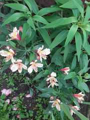 Alstroemeria
