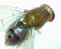 Drosophila tripunctata