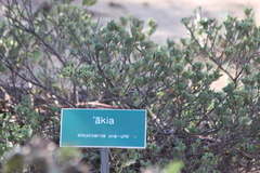 Wikstroemia uva-ursi