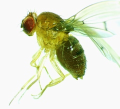 Drosophila tripunctata