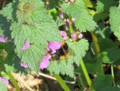 Bombus haematurus