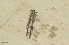 Platycnemididae