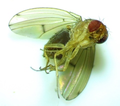 Drosophila tripunctata
