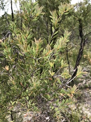Melaleuca deanei