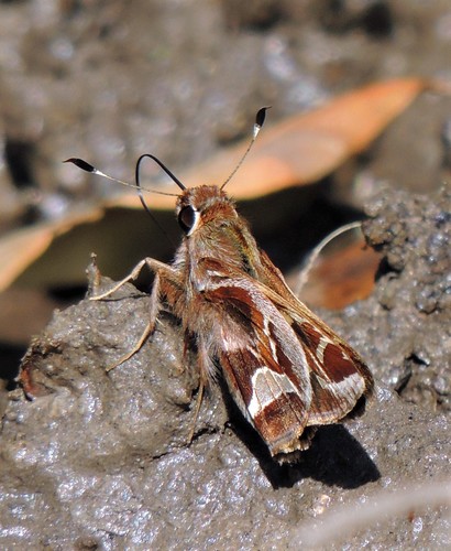 Argentine Skipper