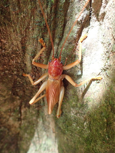 Gryllacris rufovaria