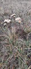 Galatella linosyris