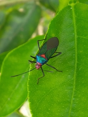 Sphictyrtus sumtuosus