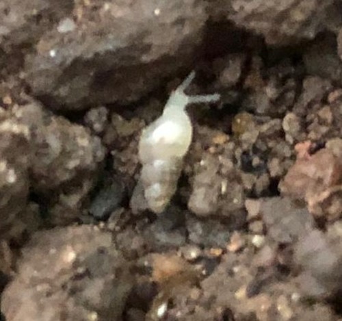 Subulinidae observed 2020-11-08