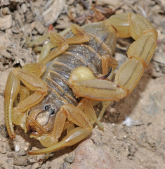 Buthus montanus