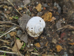 Xeropicta derbentina