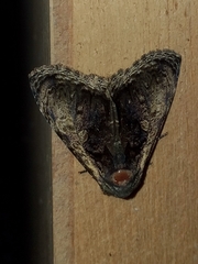 Lepidodes