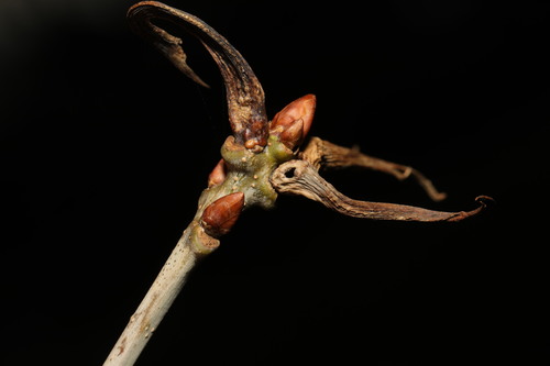 Ram's Horn Gall Wasp