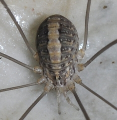 Cosmobunus granarius