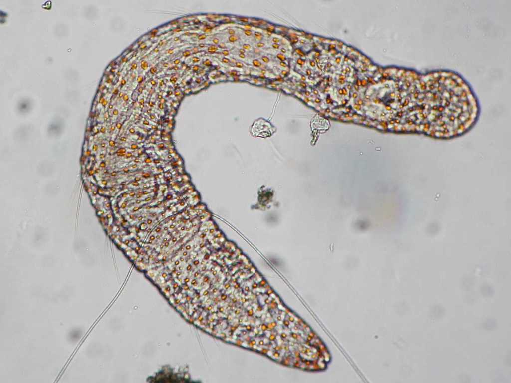 Aeolosoma