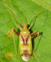 Phytocoris tibialis