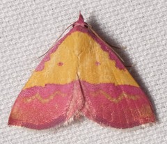 Phytometra rhodarialis