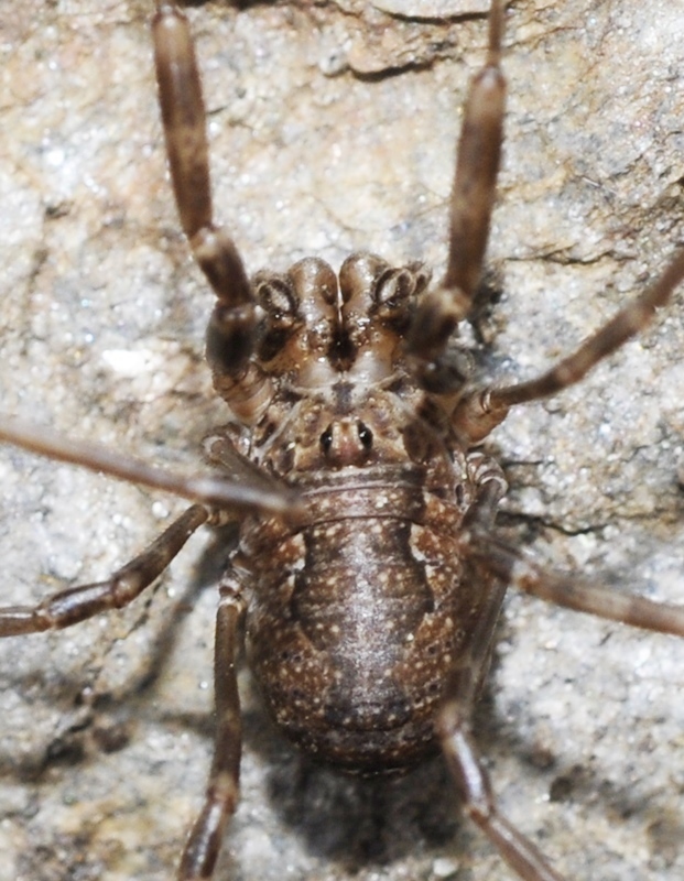 Dasylobus metatarsalis