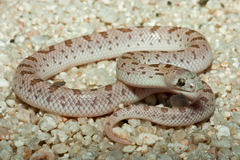 Phyllorhynchus decurtatus