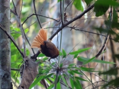 Philydor atricapillus