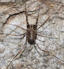 Dasylobus metatarsalis