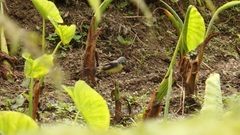 Motacilla cinerea patriciae