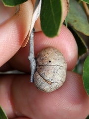 Disholandricus reniformis