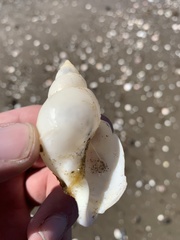 Buccinanops cochlidium