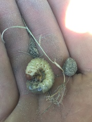 Pericoptus