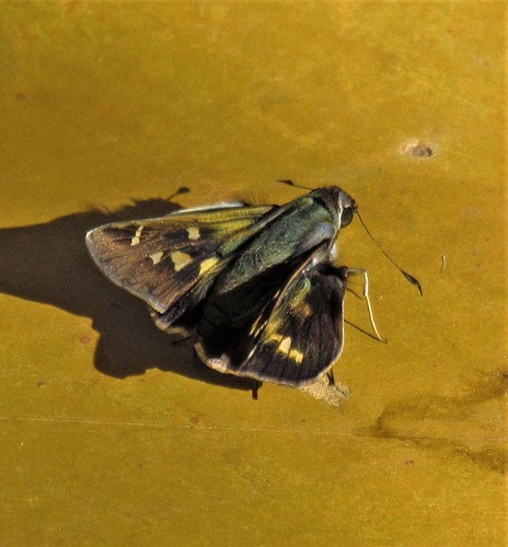 Ethemides Skipper