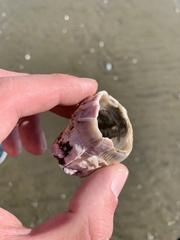 Austromegabalanus psittacus