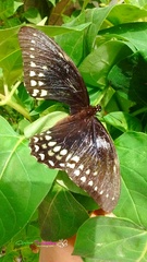 Papilio menatius victorinus