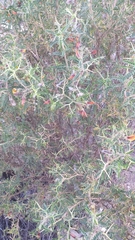 Adesmia miraflorensis