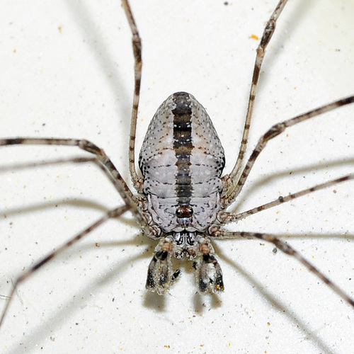Fork-palped Harvestman Complex