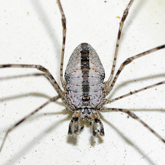 Dicranopalpus caudatus