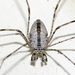 Fork-palped Harvestman Complex - Photo (c) faluke, some rights reserved (CC BY-NC), uploaded by faluke