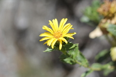 Grindelia buphthalmoides