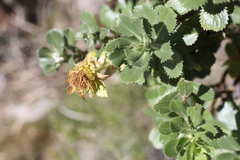 Grindelia buphthalmoides