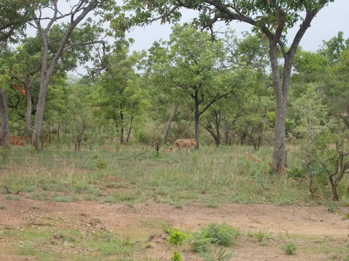 Northern Lion